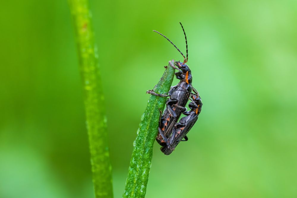 Käfer bei der Paarung