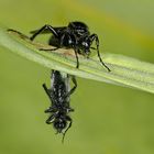 Käfer bei Paarung