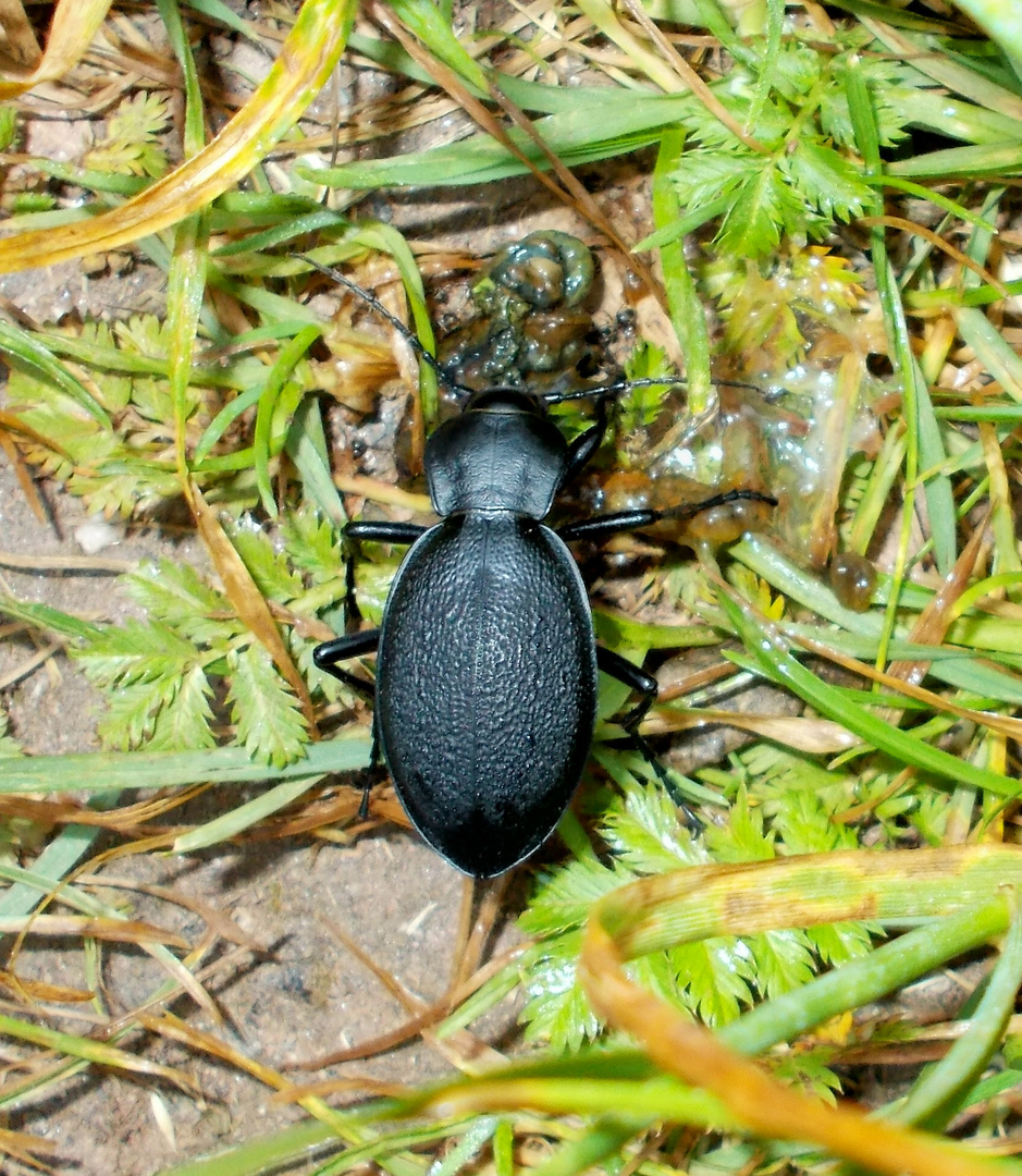 Käfer beim Frühstück