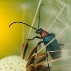 Käfer beim Golfen - äh in Pusteblume