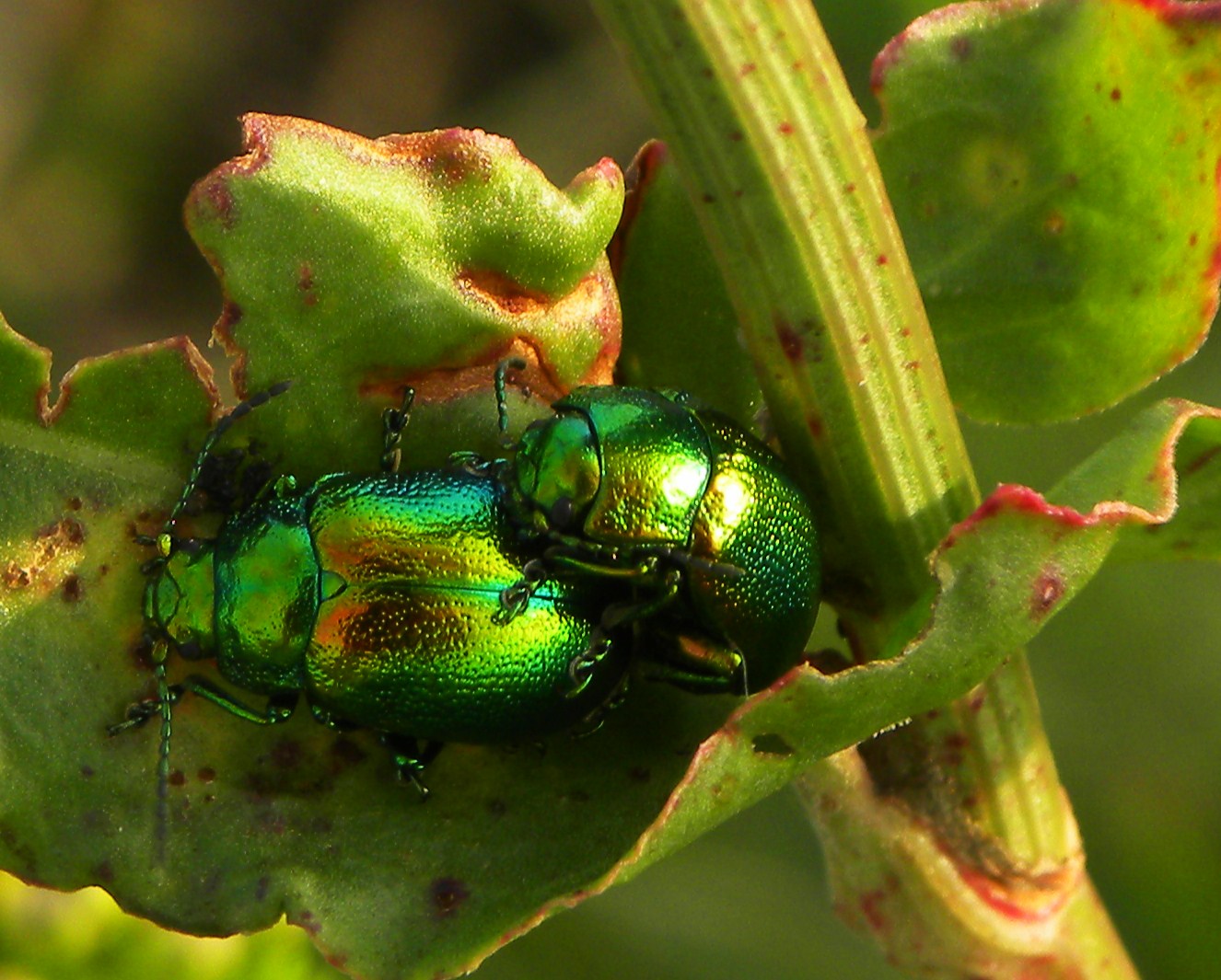 Käfer beim Liebesglück