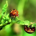 Käfer beim Speisen