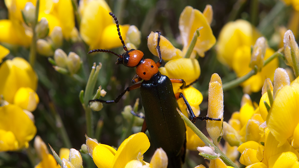 Käfer / beim Wandern in der türkei