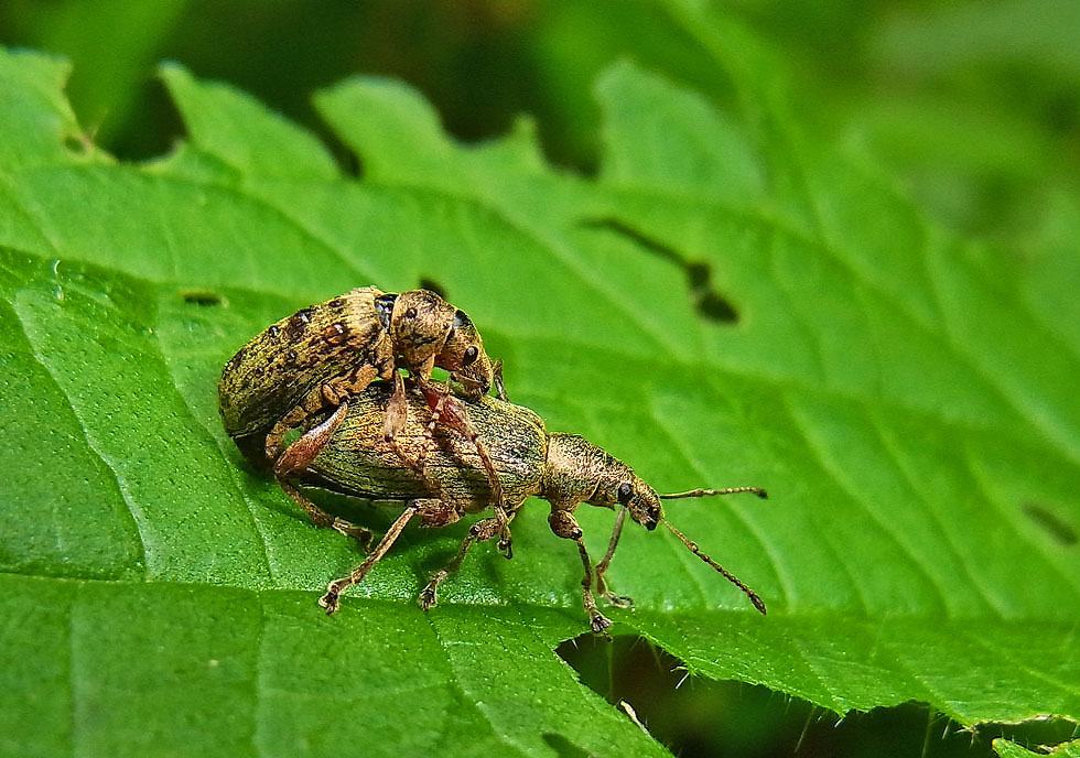 Käfer beschäftigt mit Nachkommen