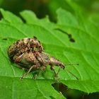 Käfer beschäftigt mit Nachkommen