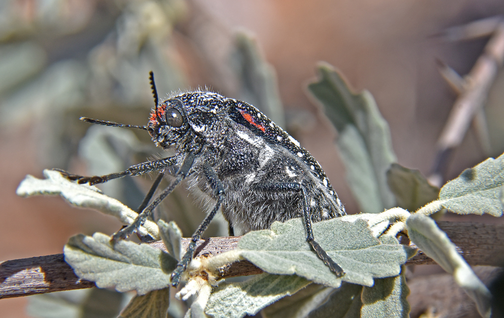 Käfer