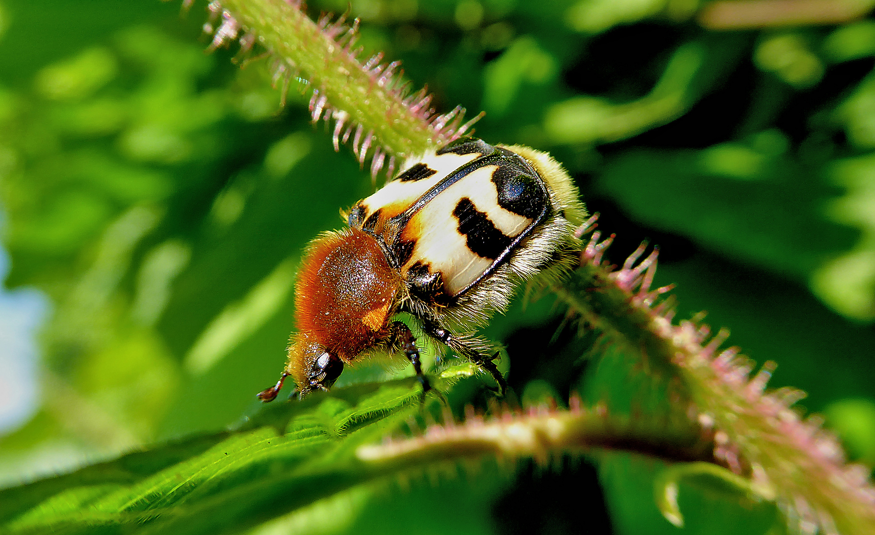 Käfer