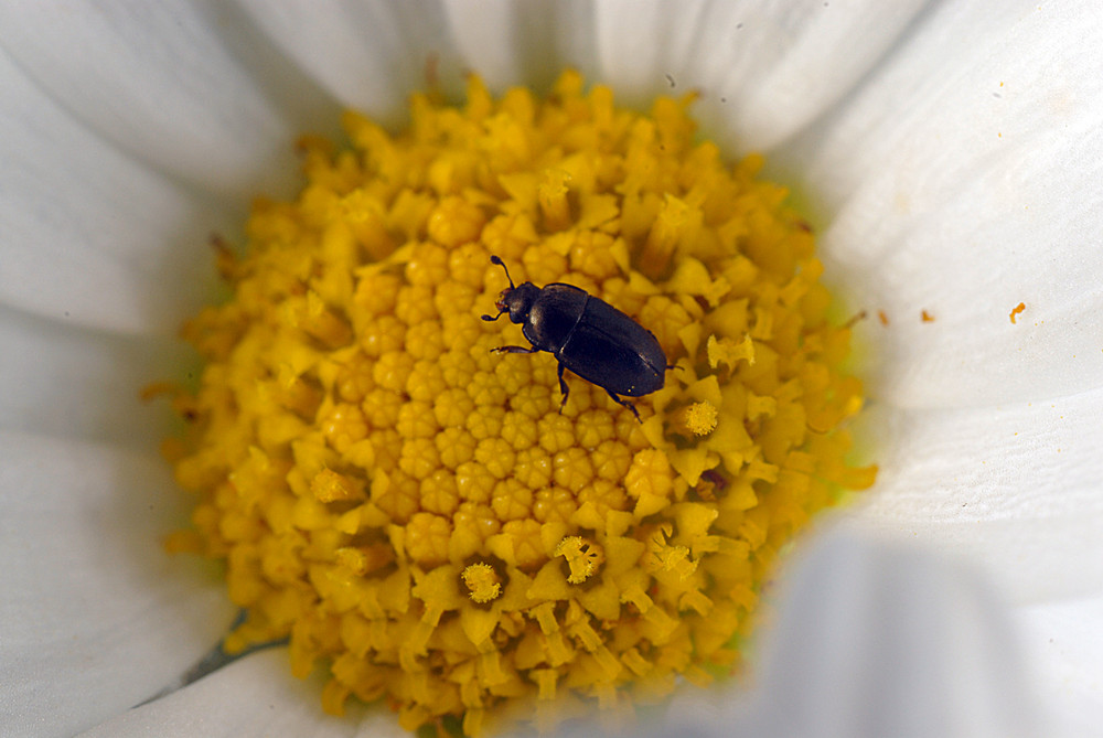 Käfer ca. 1,5 mm groß mit Nikon D 200 + Makroobj. und Balgen