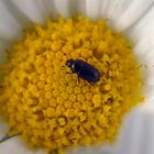 Käfer ca. 1,5 mm groß mit Nikon D 200 + Makroobj. und Balgen