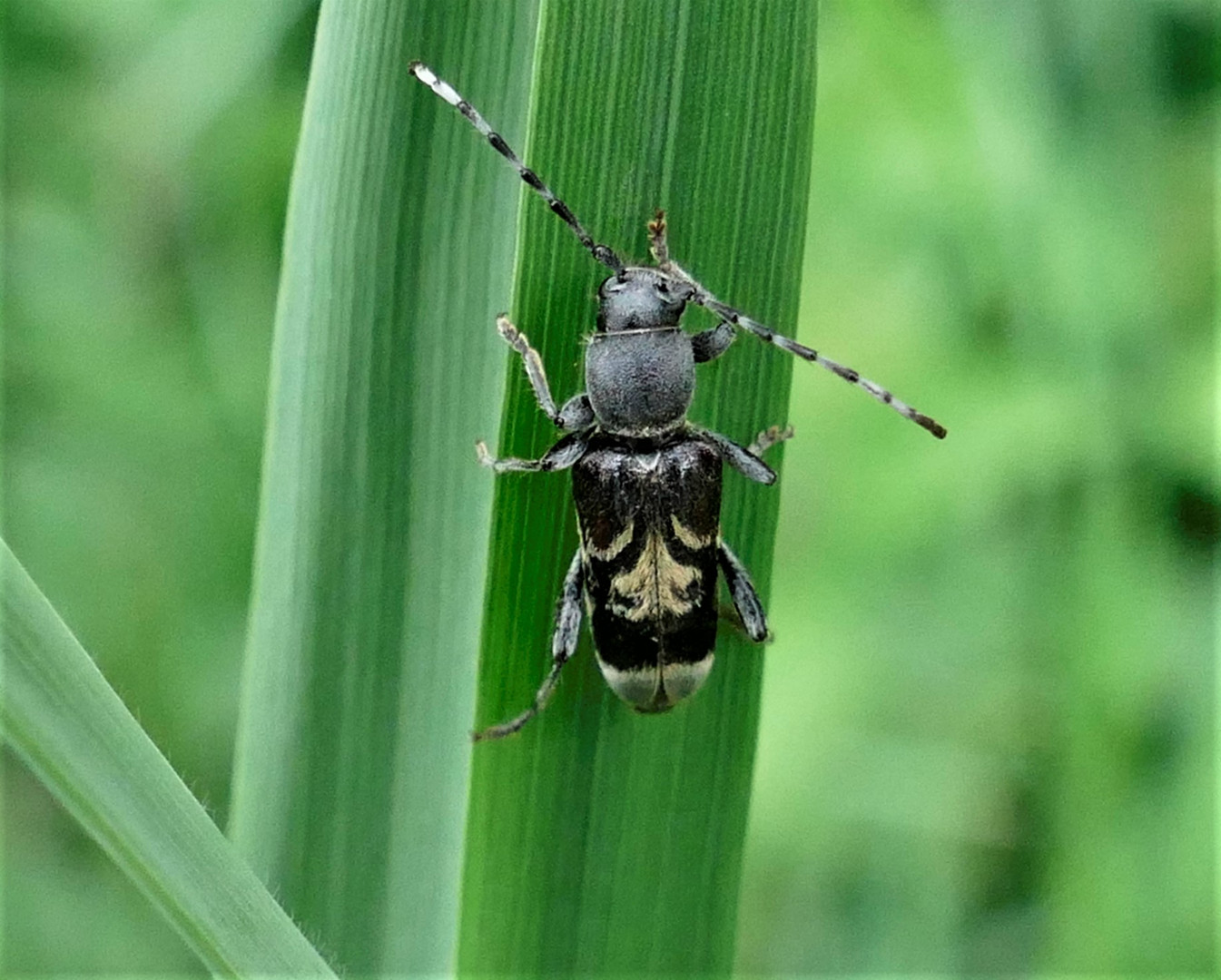 Käfer