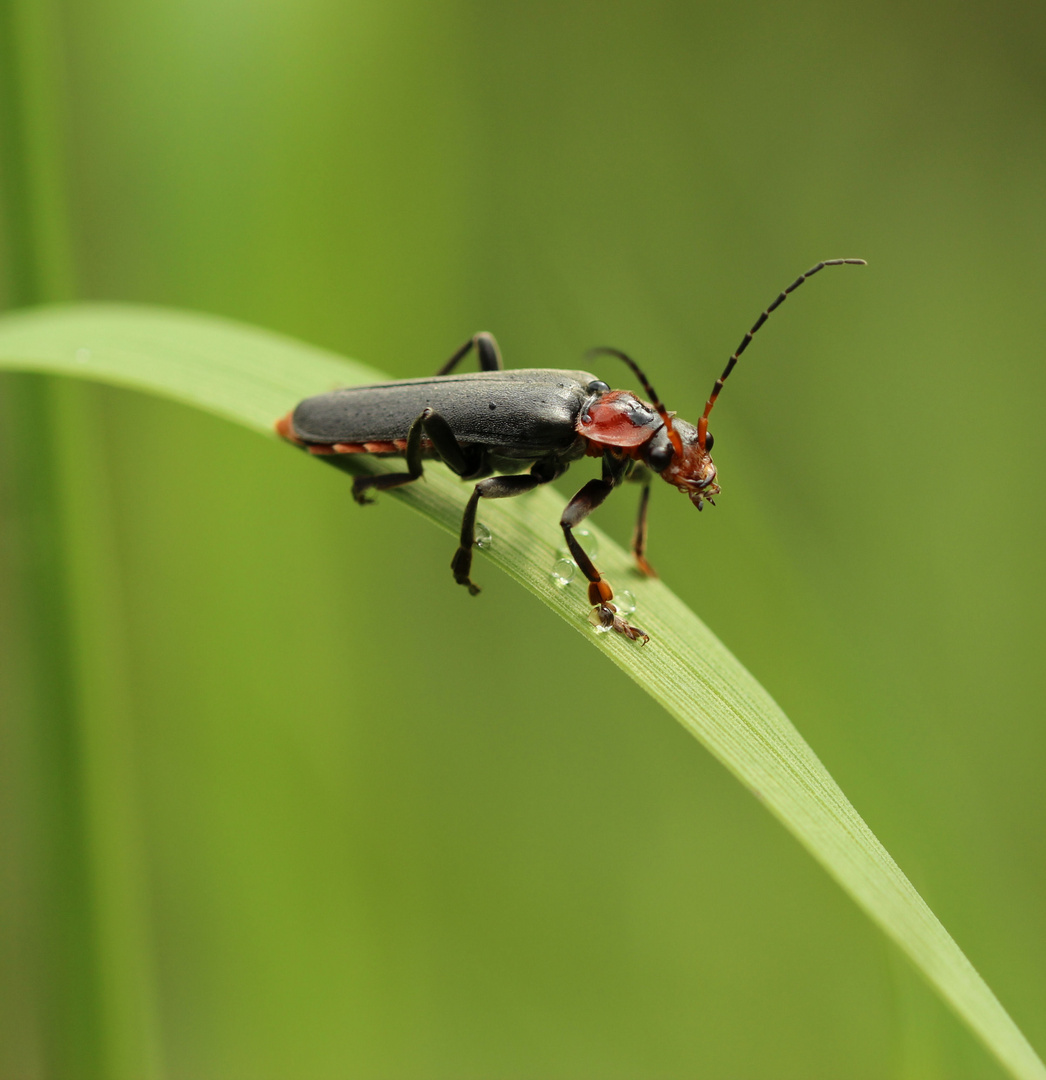Käfer (Cantharis rustica)...