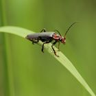 Käfer (Cantharis rustica)...