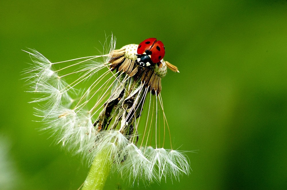 Käfer