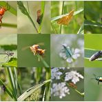 Käfer-Collage ... Wer kennt die Namen?