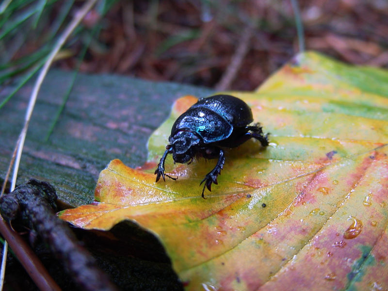 Käfer