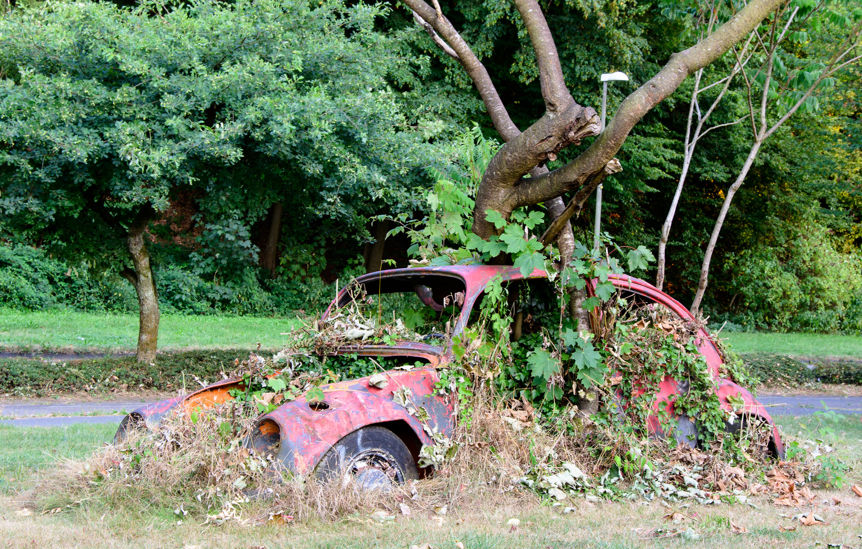 Käfer - dauergeparkt