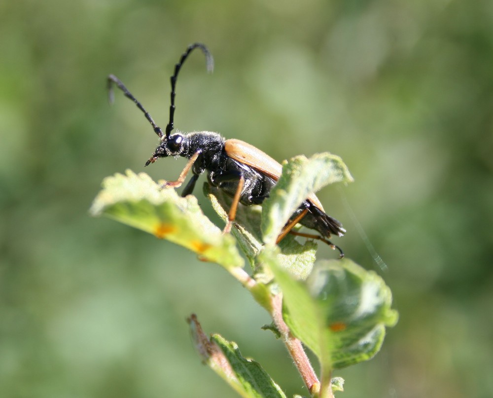 Käfer