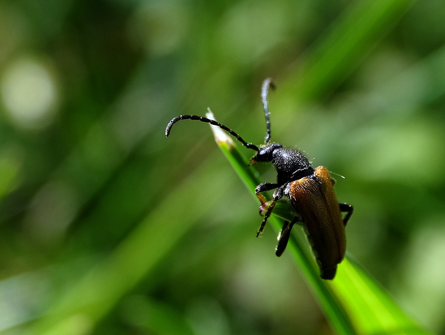 Käfer