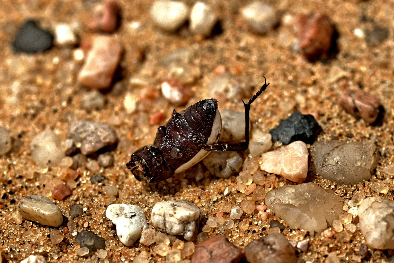 Käfer defekt