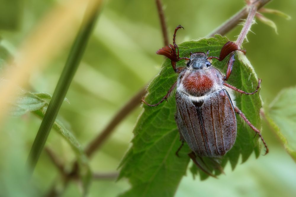 Käfer des Monats Foto & Bild | mai, frühling, natur Bilder auf fotocommunity