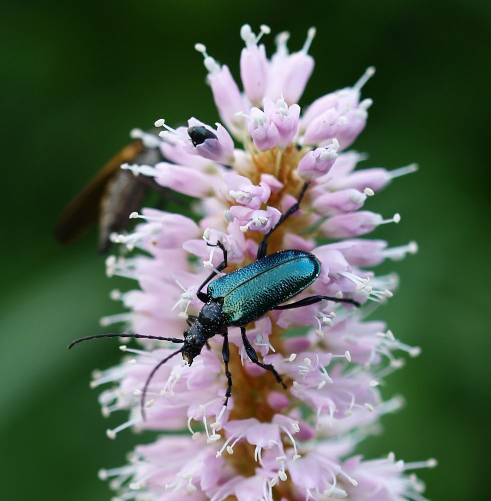 Käfer