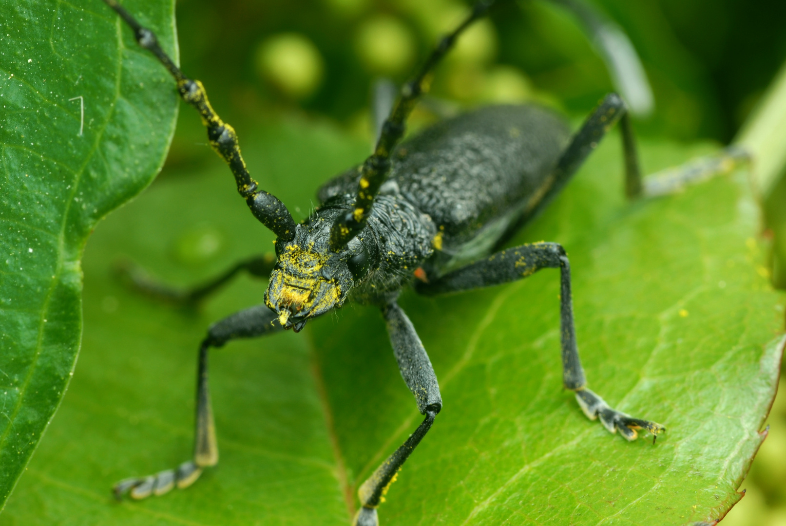 Käfer