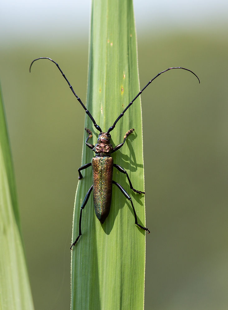 Käfer