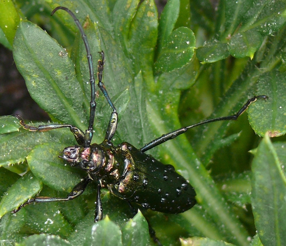 Käfer