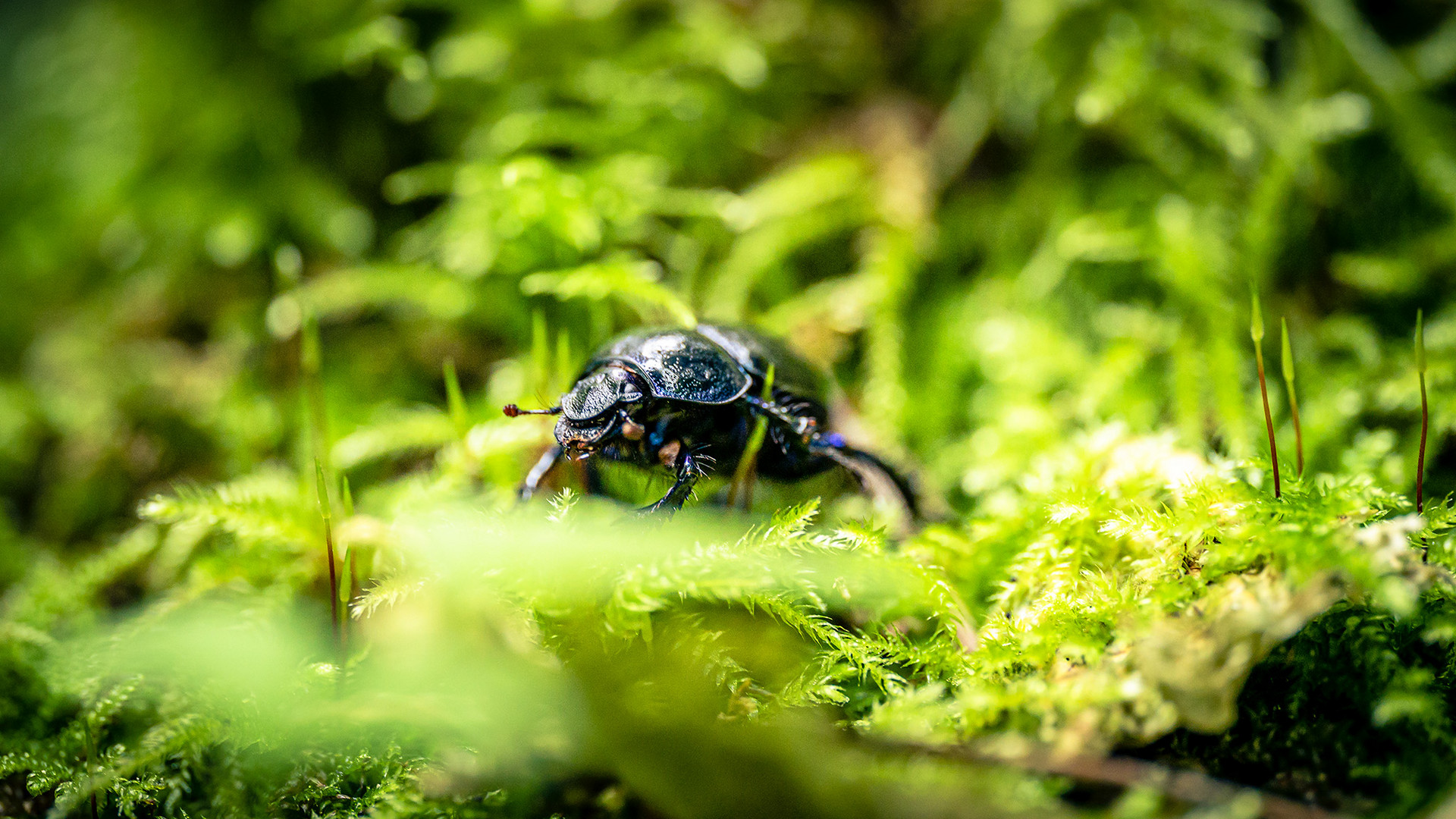 Käfer