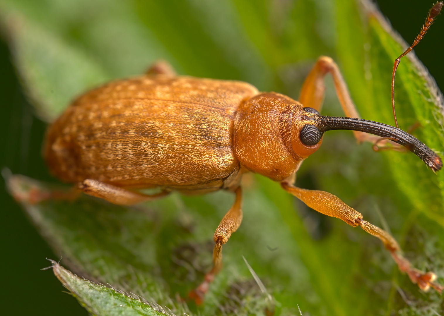 Käfer (Eichelbohrer)