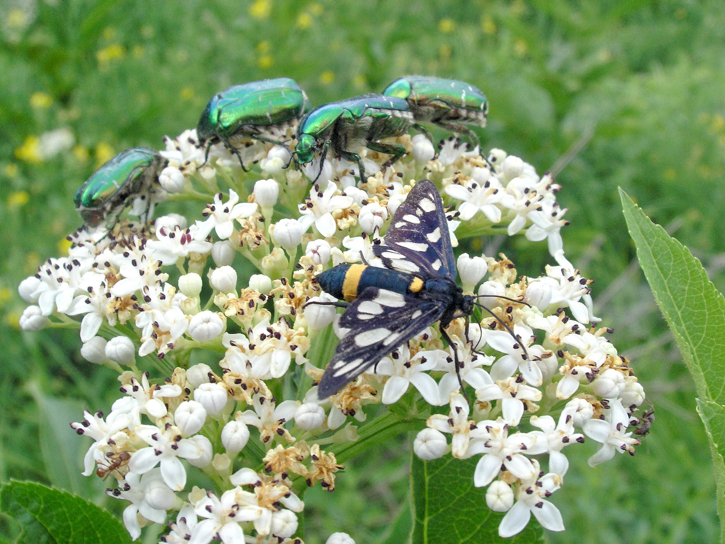 Käfer, ein Schmetterling und Ameisen