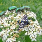 Käfer, ein Schmetterling und Ameisen