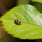 Käfer-Experte gefunden ! Vierzehnpunkl-Marienkäfer