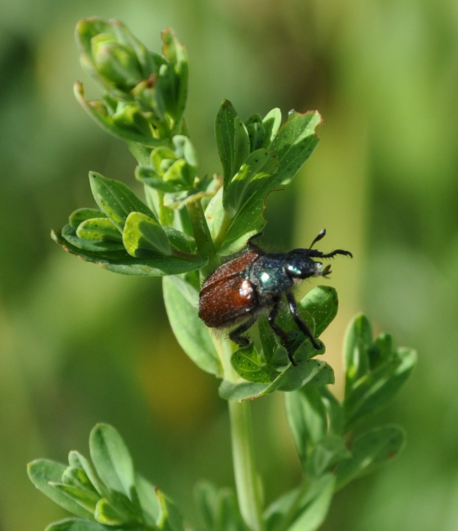 Käfer