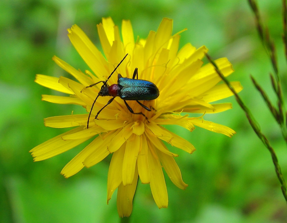 Käfer