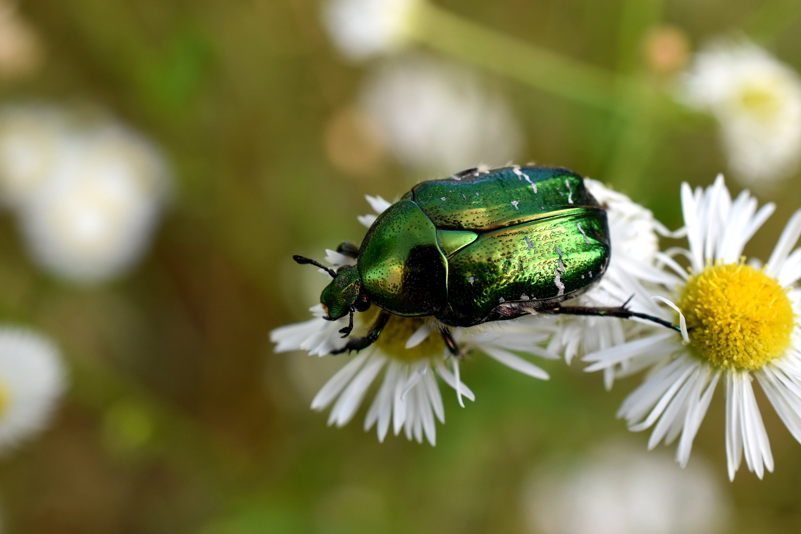 Käfer