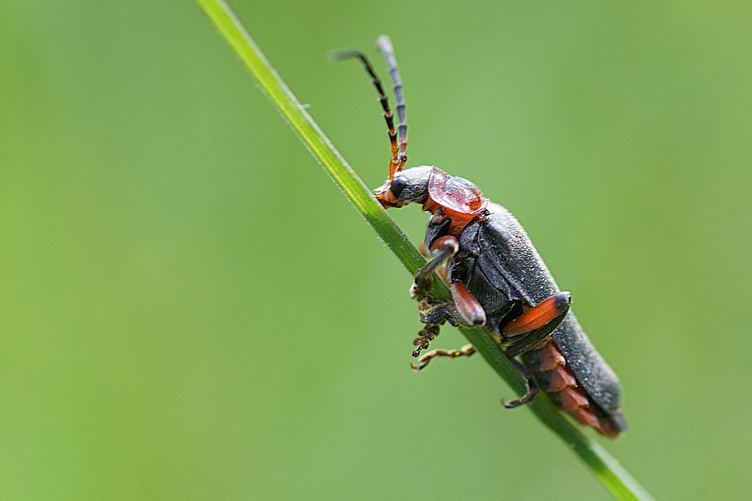 Käfer