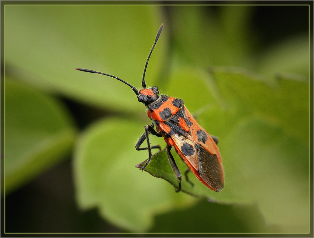 KÄFER ? (Feuerwanze,Zimtwanze)