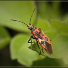 KÄFER ? (Feuerwanze,Zimtwanze)