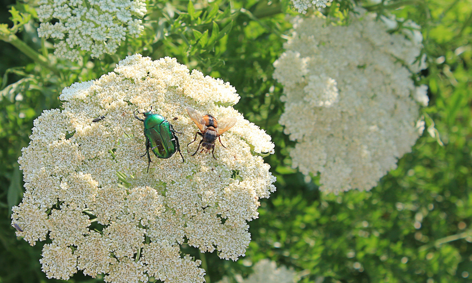 Käfer & Fliege