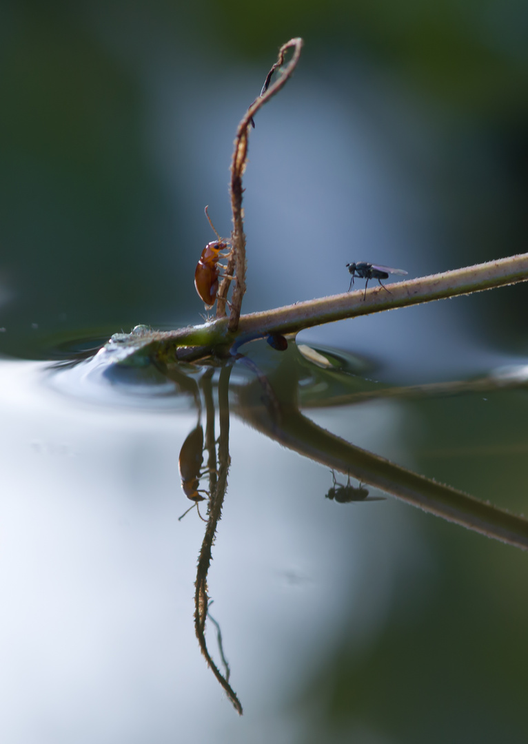 Käfer, Fliege_DSC1066