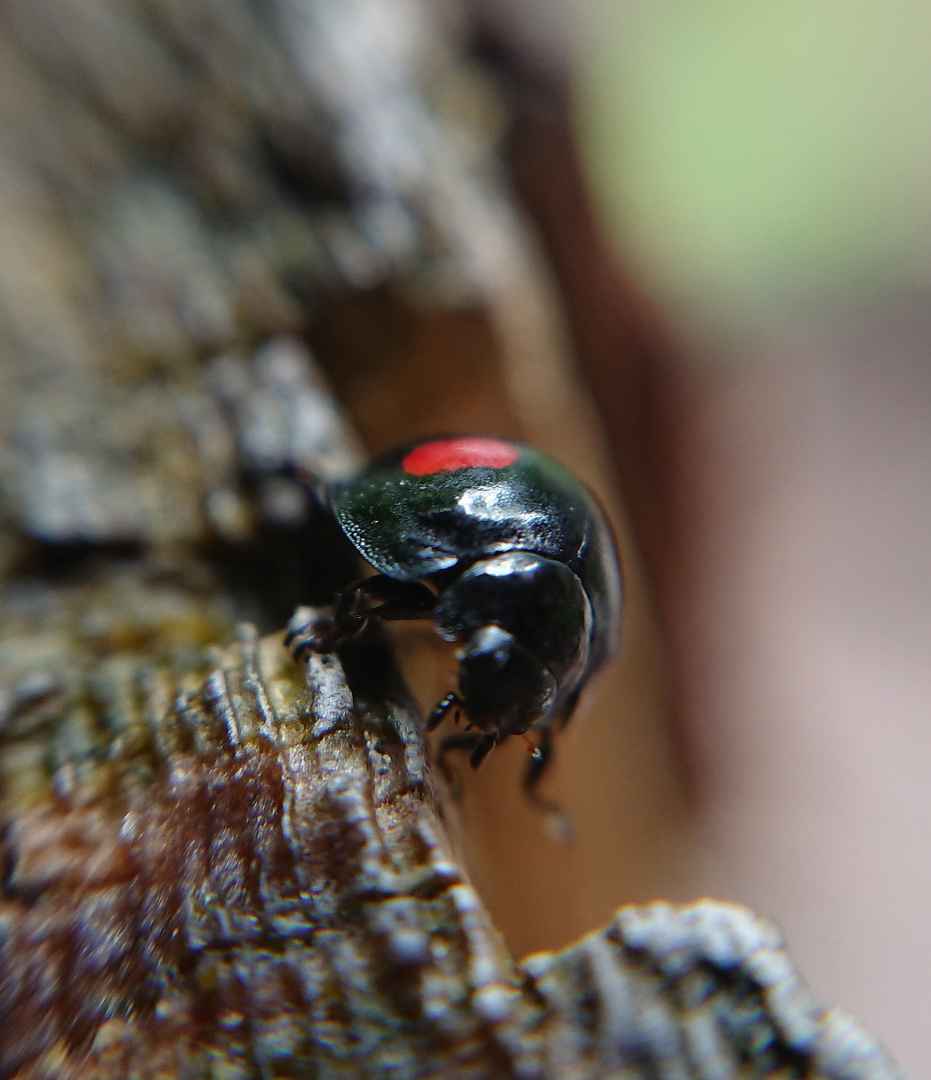 Käfer flott unterwegs