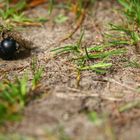 käfer ganz beschäftigt