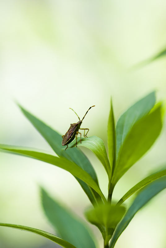 käfer haben kleine ohren