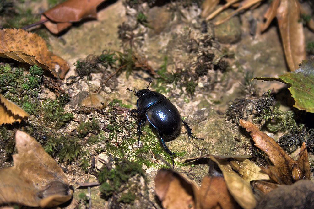 Käfer hinter Glas