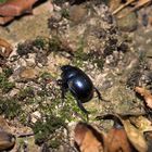 Käfer hinter Glas