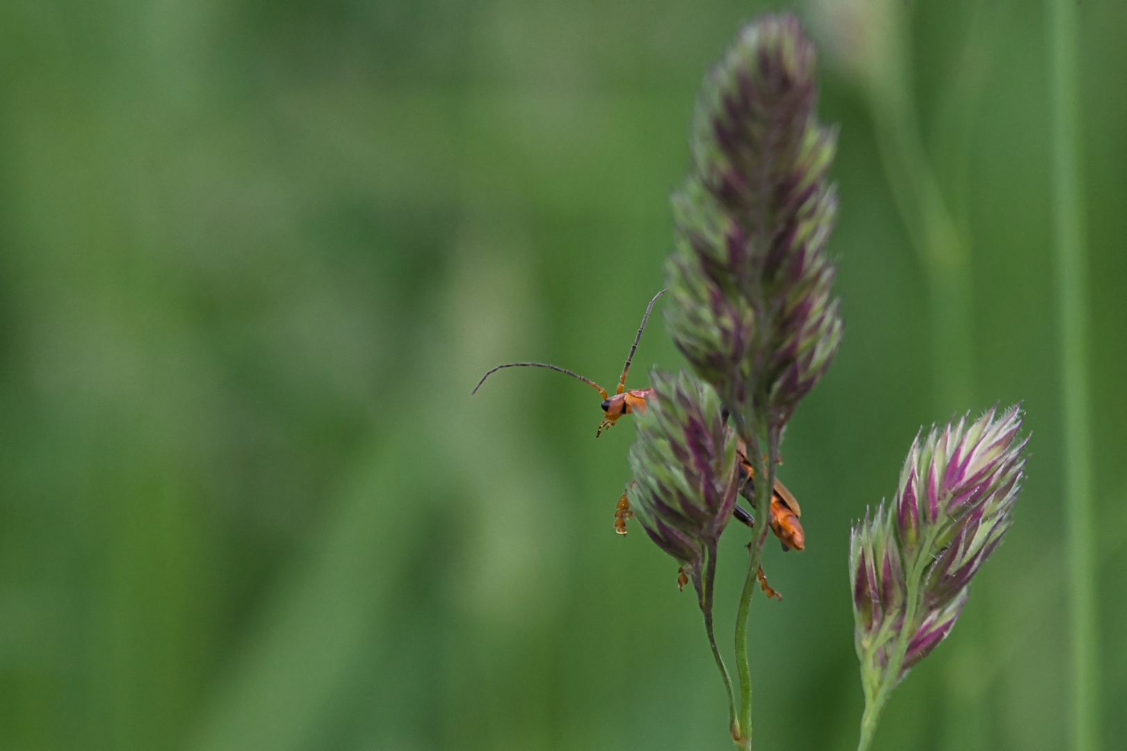 Käfer hinter Gras