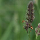 Käfer hinter Gras