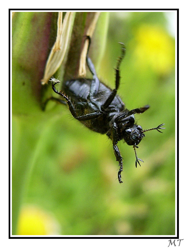 Käfer im Abflug