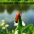 Käfer im Ausguck